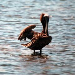 IMG_0001Pelican