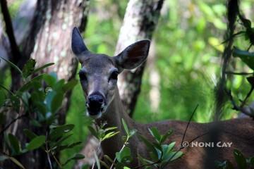 IMG_0023DoeADeer