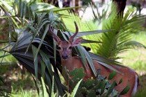 The deer eat cactus, too.