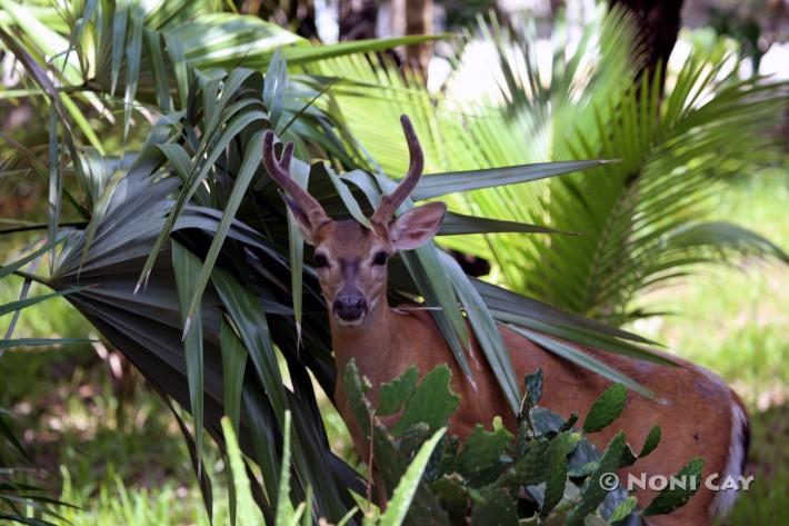 The deer eat cactus, too.