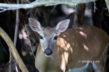 IMG_0042Doe