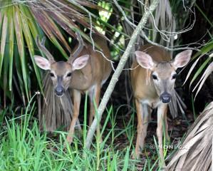 IMG_0058BackyardDeer