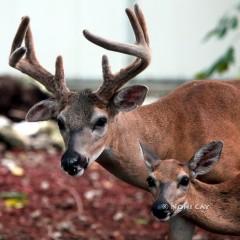 IMG_0084BuckandDoe