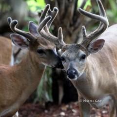 IMG_0115TwoDeer