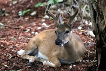 IMG_0183BigBuck