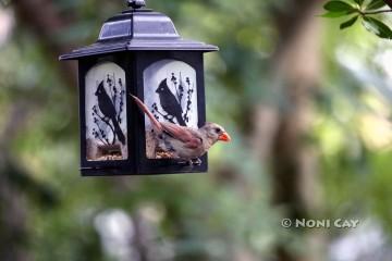 IMG_0193Cardinal@Feeder