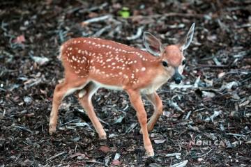 IMG_0228Fawn