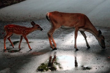 IMG_0236MotherandBabyDeer