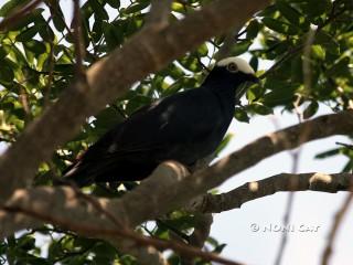 IMG_0277White-crowned Pigeon