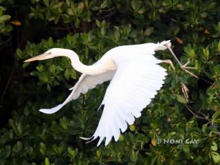 IMG_0328GreatWhiteinFlight Great White Heron