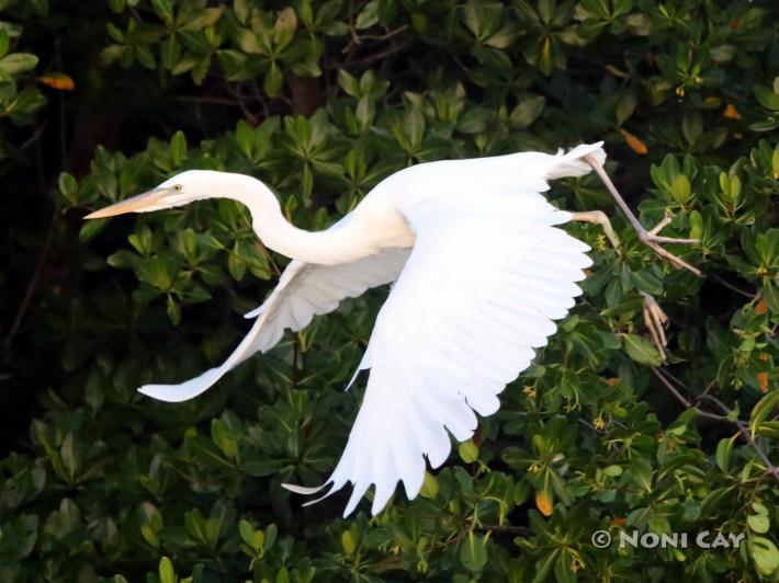 Great White Heron