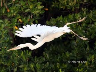 IMG_0329GreatWhiteHeron