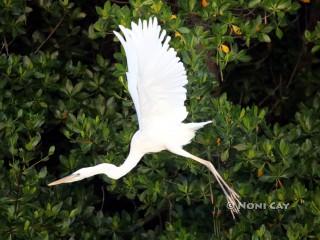 IMG_0330GreatWhiteinFlight Great White Heron