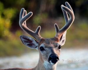 IMG_0405Buck