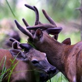 IMG_0490ATangleofAntlers