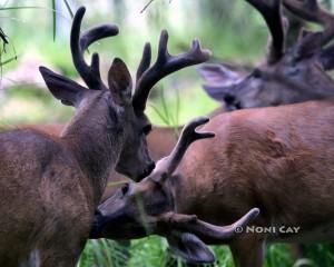 IMG_0500Antlers