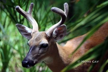 IMG_0565Buck