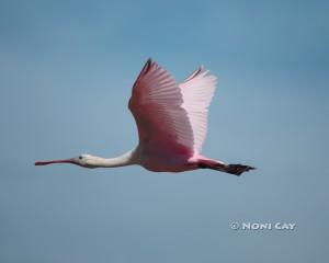 IMG_0622SpoonbillInFlight