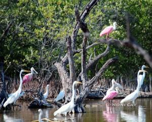 IMG_0650WaterBirds