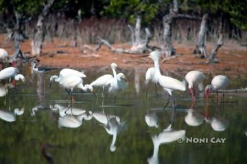 IMG_0694AWadofWadingBirds