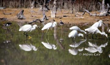 IMG_0703WaterBirds