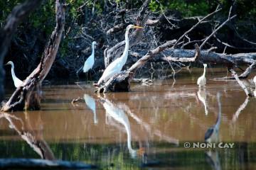 IMG_0712Great Egret