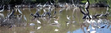 IMG_0770WadingBirds