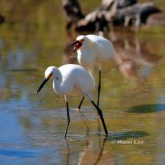 IMG_0778TheSnownyEgretChase Snowny Egrets