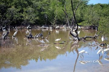 IMG_0793LandscapeofWaterBirds