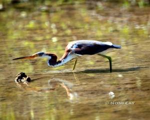 IMG_0798Tri-coloredHeron Tricolored Heron