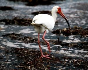 IMG_9128Ibis