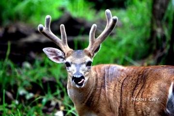 IMG_9160VelvetAntlers