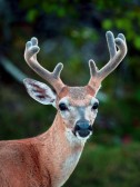 IMG_9216Velvet Antlers