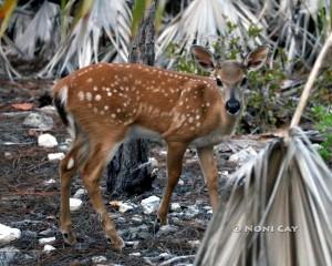 IMG_9232Fawn