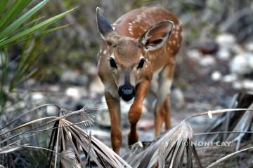 IMG_9240Fawn