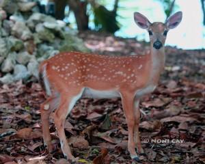 IMG_9281Fawn