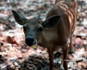 IMG_9290TheLickingDeer