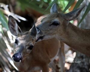 IMG_9312GroomingDeer