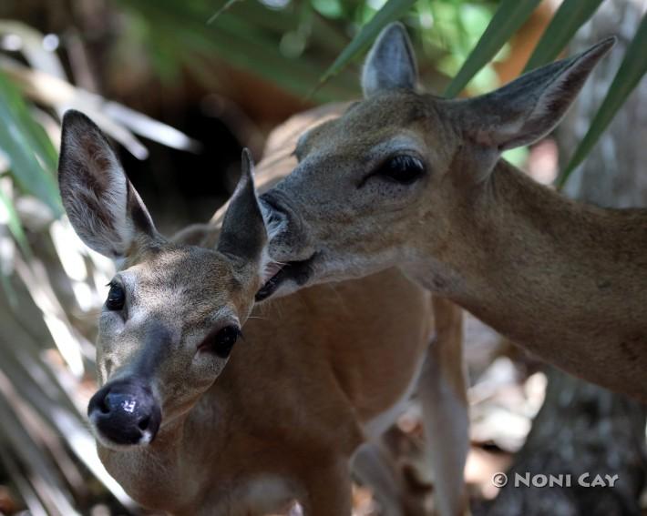 IMG_9312GroomingDeer