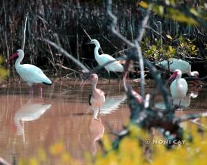 IMG_9443WaterBirds