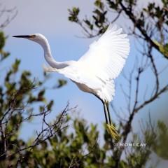 IMG_9452YellowFeetSnownyEgret. Snowny Egret