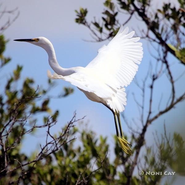 Snowny Egret