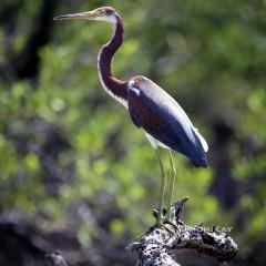 IMG_9465Tri-ColoredHeron Tricolored Heron