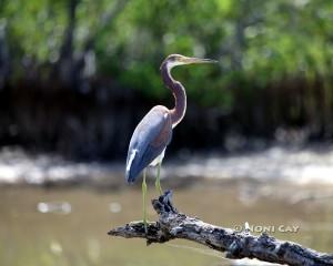 IMG_9471TricoloredHeron Tricolored Heron