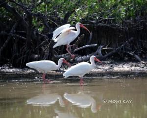 IMG_9478Ibises Ibises