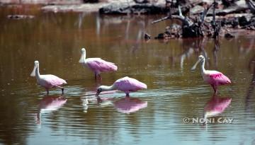 IMG_9505SpoonbillsInMarsh