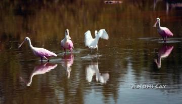 IMG_9514SpoonbillsAndEgret