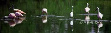 IMG_9522Spoonbills