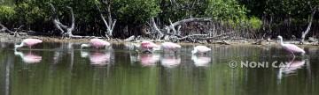 IMG_9542FishingSpoonbills