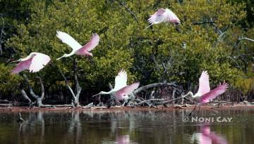 IMG_9554Roseate SpoonbillsFlying